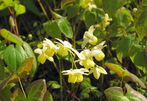 Horny Goat Weed Extract (Epimedium brevicornum) – 500 μg